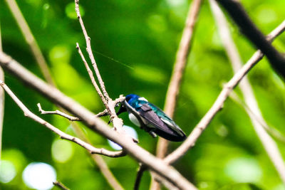 Close-up of bird perching on plant