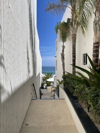 Palm trees by swimming pool against sky