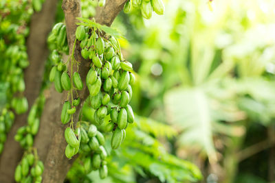 Close-up of fresh green plant