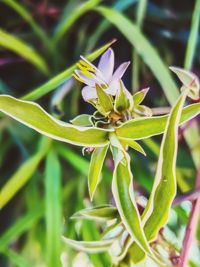 Close-up of insect on plant