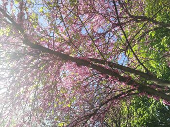 Low angle view of trees in forest against sky