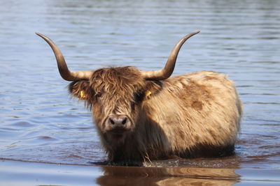 Cow in a lake