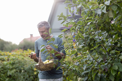 Mature man picking apples, stockholm, sweden