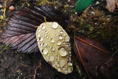 Close-up of wet leaf