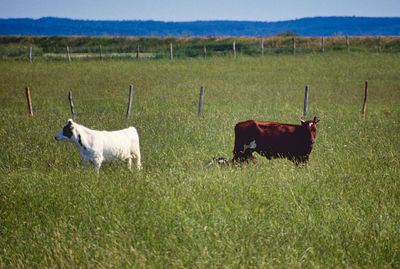 Horses in a field