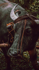 Widely known in the philippines, the carabao is useful to the agricultural industry.