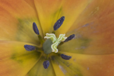 Close-up of purple flower