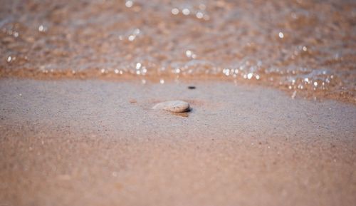 View of small crab on beach