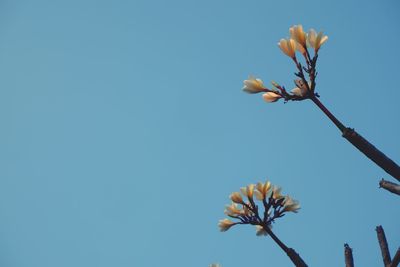 Low angle view of flowering plant against clear blue sky