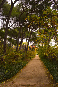 Footpath passing through forest