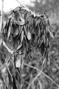 Close-up of leaves