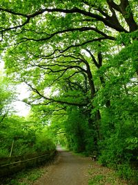 Pathway along trees in forest