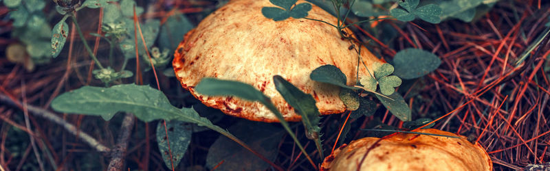 Close-up of mushroom growing on field