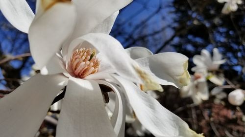 Close-up of white flower