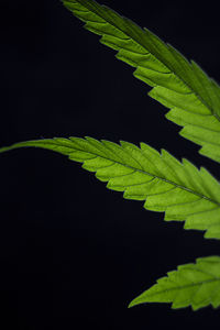 Close-up of leaves against black background