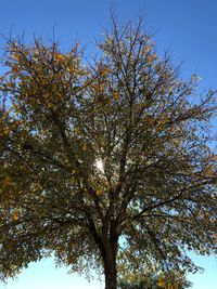 Low angle view of tree against clear sky