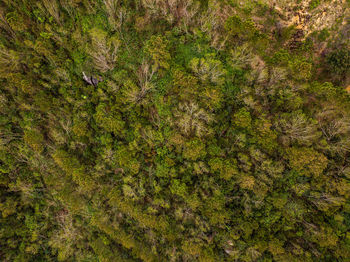 High angle view of bird in forest