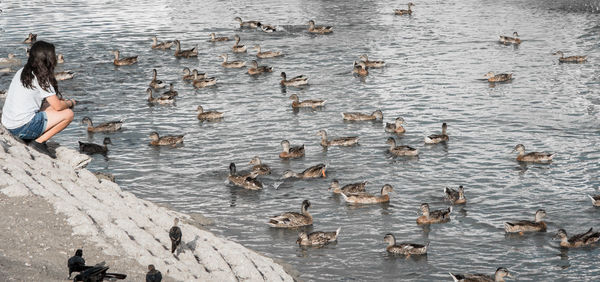 High angle view of birds flying over lake