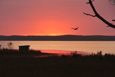 Silhouette bird flying over sea against orange sky