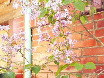 Close-up of pink flowers on tree