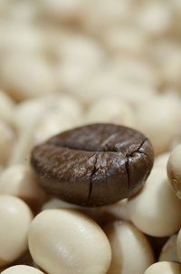 Close-up of coffee beans