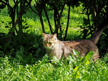 Cat looking away amidst plants