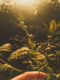 Close-up of hand holding plant