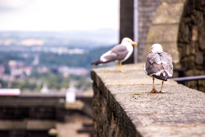 Close-up of seagull perching on retaining wall