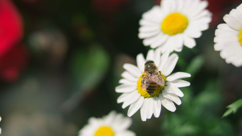 Close-up of bee pollinating flower