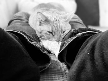 Close-up portrait of cat relaxing at home