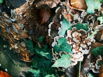 High angle view of mushrooms growing on land