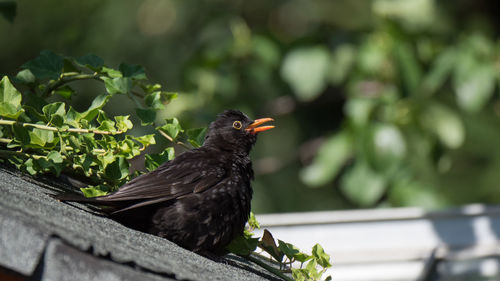 Close-up of bird perching on a plant