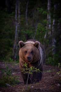 Portrait of grizzly bear in forest