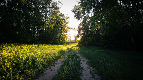 Road amidst trees on field against sky