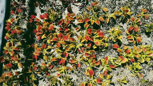 Close-up of red flowers