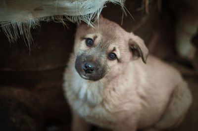 Close-up portrait of a dog