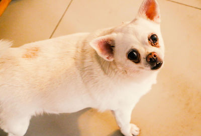 Portrait of white dog at home