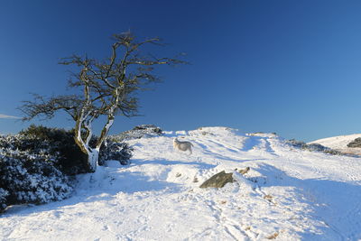 Trees on snowcapped mountain against clear blue sky