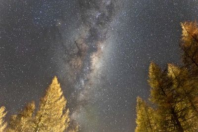 Low angle view of trees against sky at night