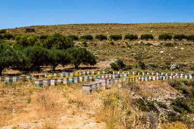 Colorful wooden beehives among olive trees in the mountains of crete