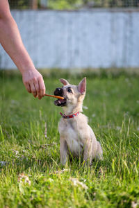 Man with dog