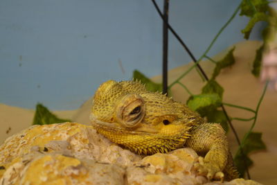 Close-up of a lizard on rock