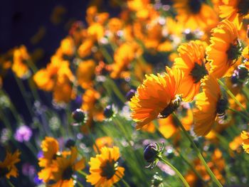 Close-up of yellow flowering plant