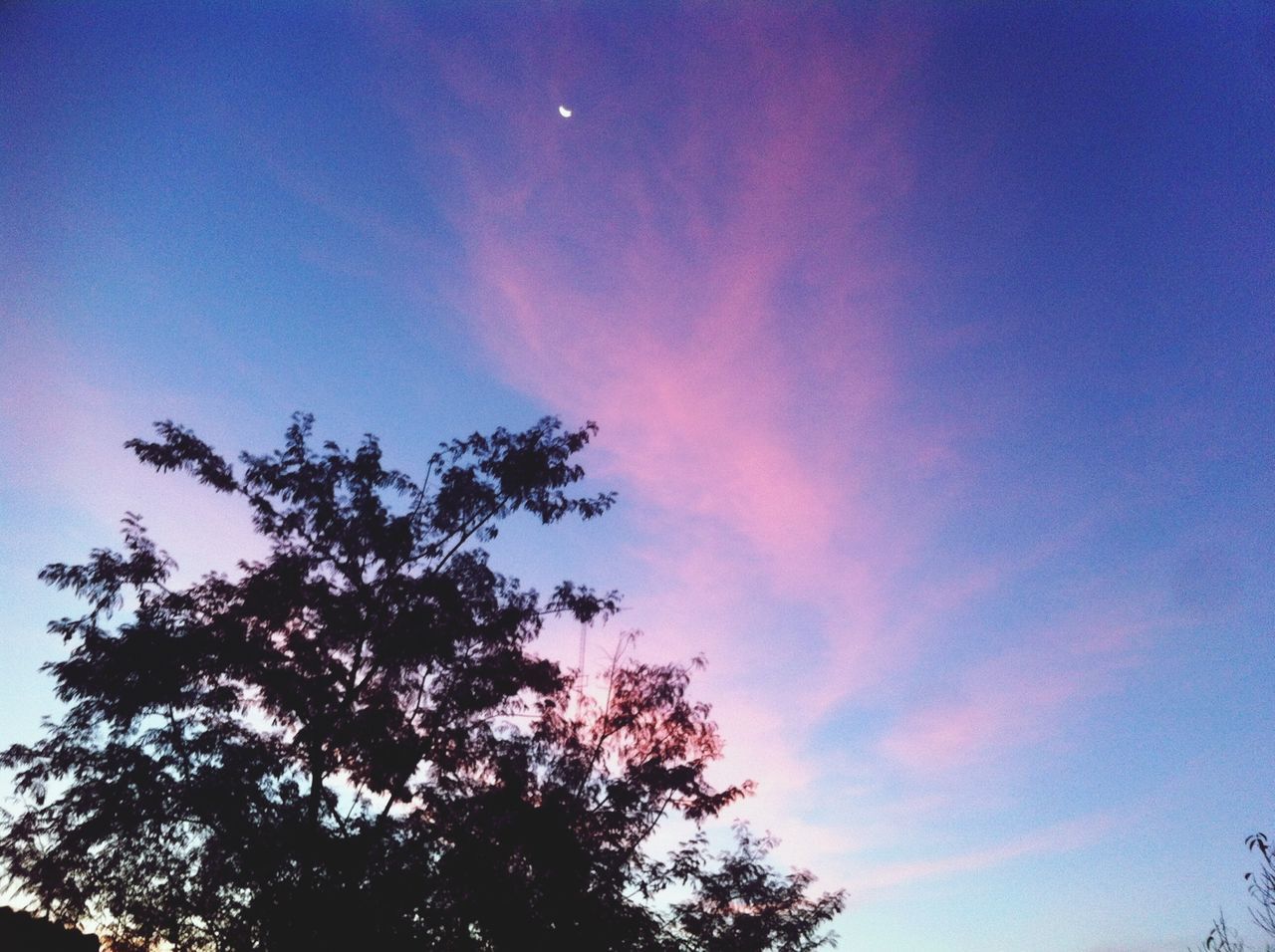 low angle view, tree, sky, beauty in nature, silhouette, blue, tranquility, nature, branch, growth, scenics, high section, treetop, cloud - sky, tranquil scene, outdoors, no people, cloud, dusk, idyllic