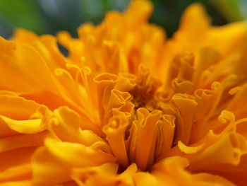 Close-up of yellow flower