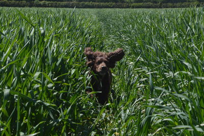 Dog on field