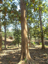 Trees in forest