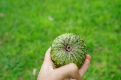 Close-up of hand holding leaf