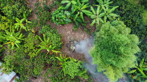 High angle view of plants