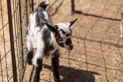 Close-up of goat in fence